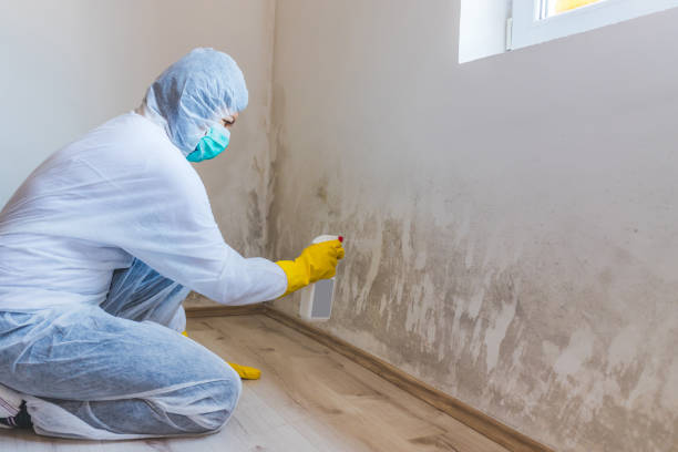 Licensed Commercial Mold Remediation service in Wendell, NC - WQB Mold Removal