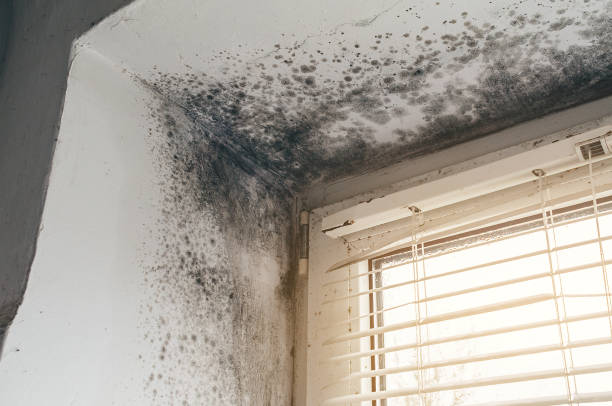 Affordable Commercial Mold Remediation solutions in Wendell, NC